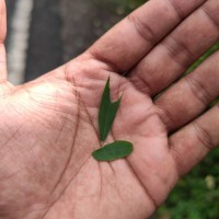 Tephrosia noctiflora Bojer ex Baker